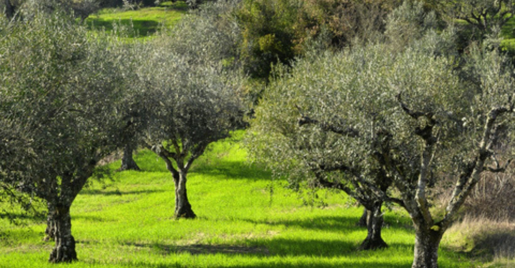 Campo di olivi