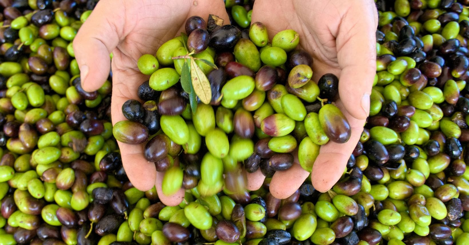 Due mani piene di olive appena raccolte