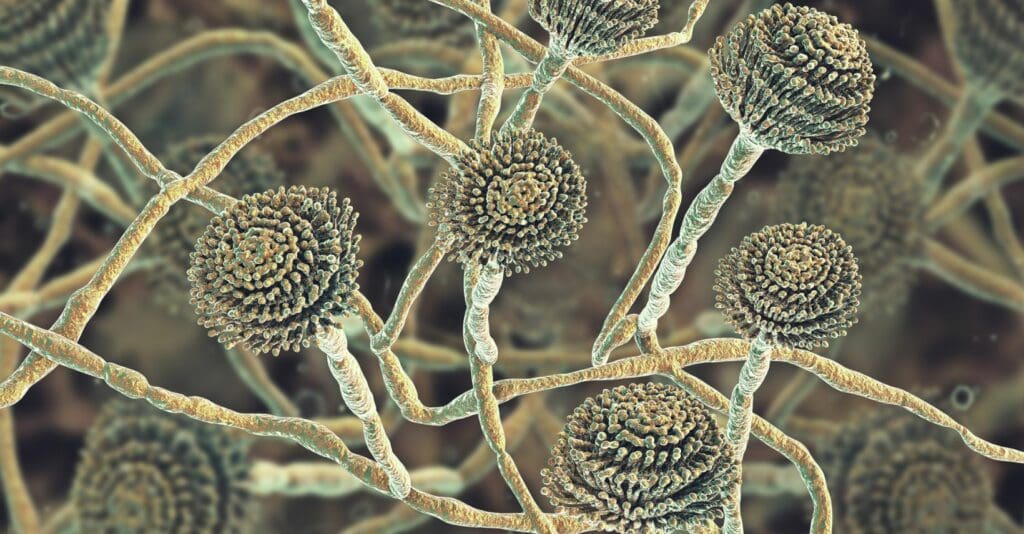 Corpi fruttiferi e hyphae di Aspergillus