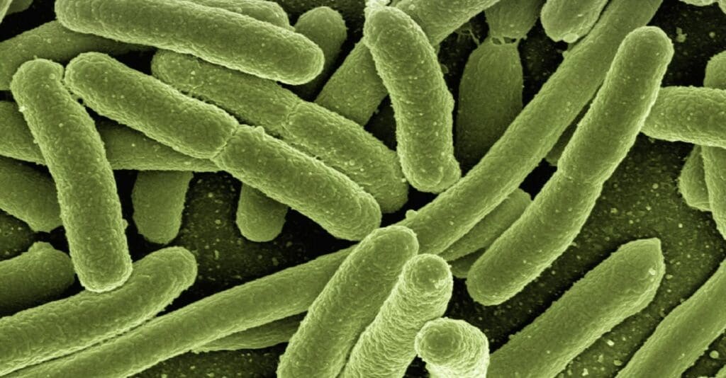 Batteri di Escherichia coli al microscopio