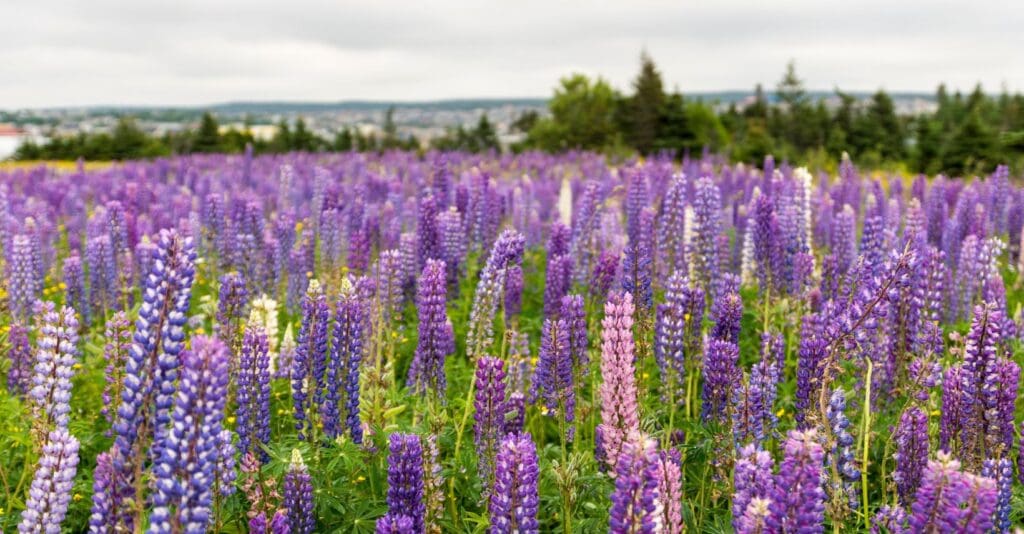 Campo di piante di lupino bianco in fiore